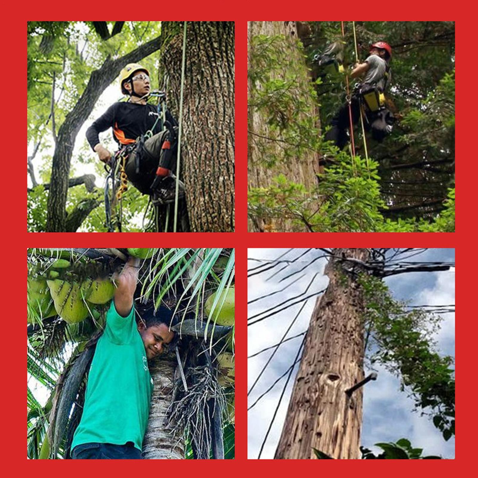 Perlengkapan Harness Panjat Po - Shoe Tree ulasan dan harga